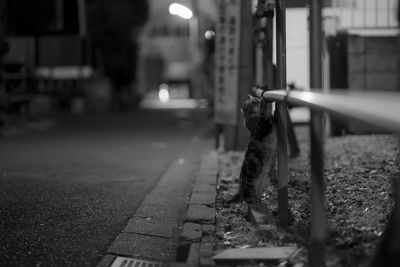 Close-up of cat on city street