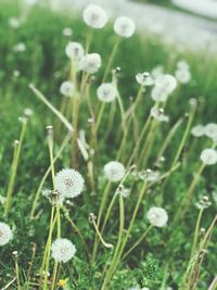 Close-up of white flowering plants on field