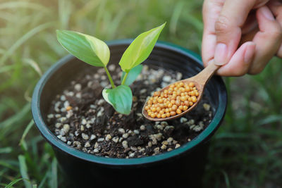 Close-up of hand holding plant