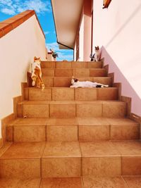 Stairway full of cats