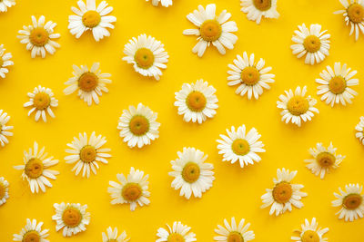 Full frame shot of yellow daisy plants