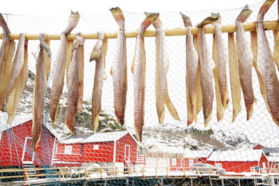 Fish drying on bamboo by fishing net