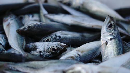 Close-up of fish for sale