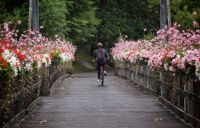 Rear view of man with bicycle on flower tree