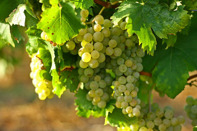 Close-up of grapes growing in vineyard