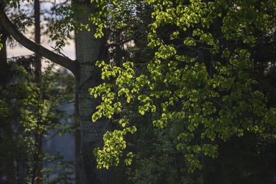 Close-up of plants against trees