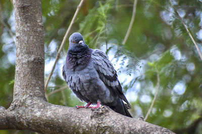 Low angle view of bird perching on branch