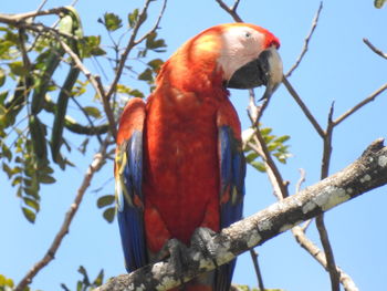 Low angle view of parrot perching on branch against sky