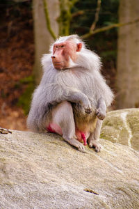 Monkey sitting on rock