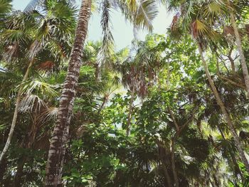 Low angle view of coconut palm trees against sky