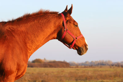 Horse standing in ranch