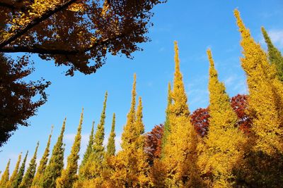 Low angle view of trees against sky during autumn