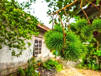 Close-up of fresh green plant