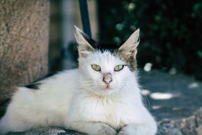 Portrait of cat sitting outdoors