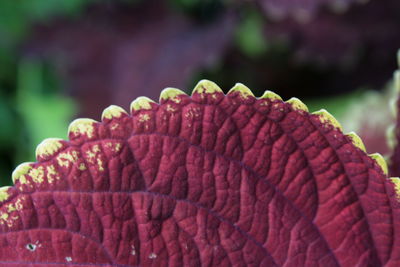 Close-up of honey bee on plant