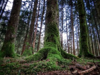 Low angle view of trees in forest