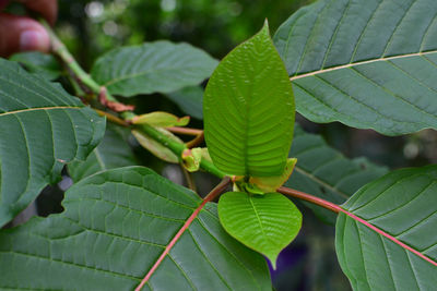 Close-up of green leaves on plant