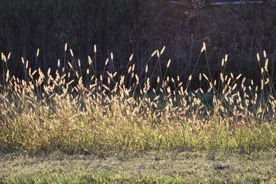 Grass in field