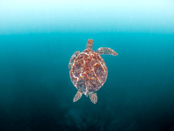 Jellyfish swimming in sea