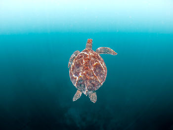 Wild sea turtle swimming in the blue ocean