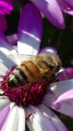 Close-up of honey bee on pink flower