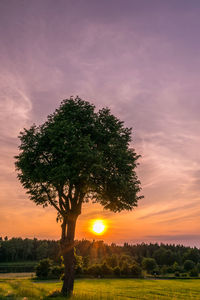 Tree on field against sky during sunset