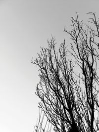 Low angle view of silhouette bare tree against clear sky