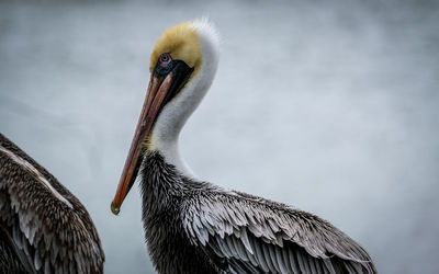 Close-up of a bird