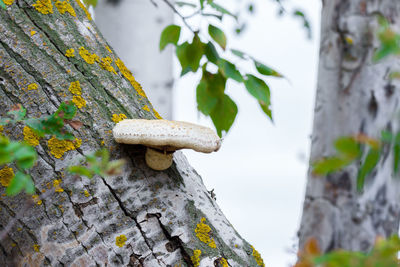 Close-up of lichen on tree trunk