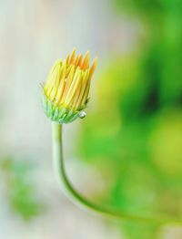 Close-up of yellow flowering plant