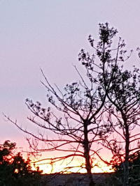 Low angle view of silhouette trees against clear sky