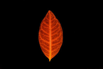 Close-up of orange leaf against black background