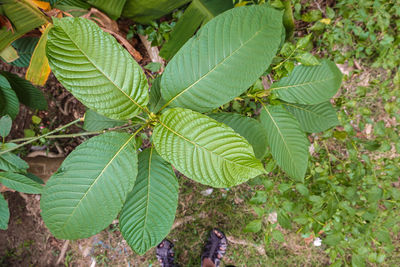 High angle view of green leaves on field