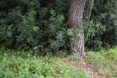 Trees growing in forest