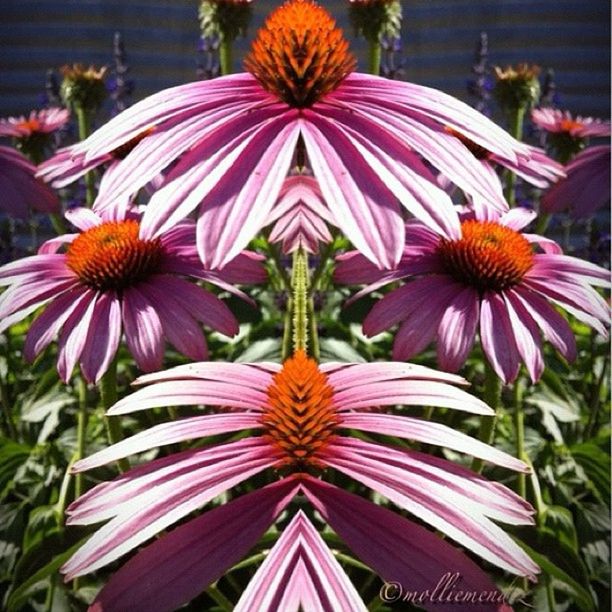 flower, petal, freshness, fragility, flower head, beauty in nature, growth, pink color, blooming, pollen, close-up, nature, purple, plant, in bloom, focus on foreground, stamen, outdoors, day, multi colored