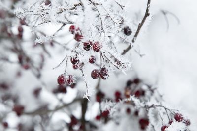 Close-up of snow covered plant and frosted di berries 