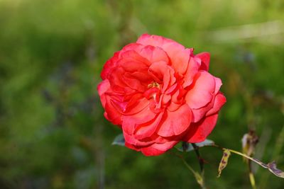 Close-up of red rose