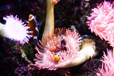 Close-up of coral in sea