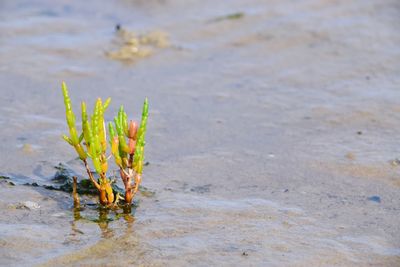 Close-up of yellow flower on beach