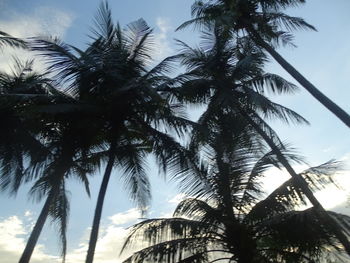 Low angle view of palm trees against sky