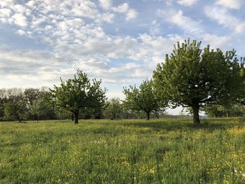 Trees on field against sky