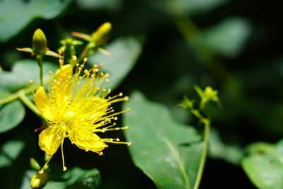 Close-up of yellow flowering plant