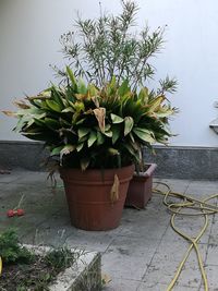 Close-up of potted plant