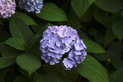 Close-up of hydrangea flowers