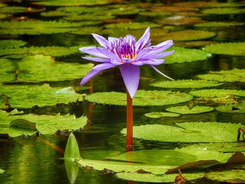 Close-up of lotus water lily in pond