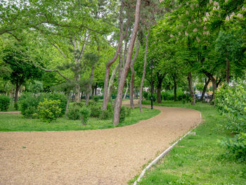 Road amidst trees in forest