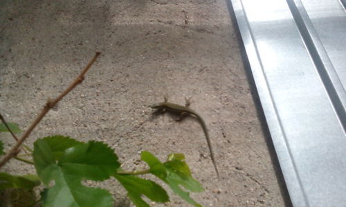 High angle view of lizard on plant