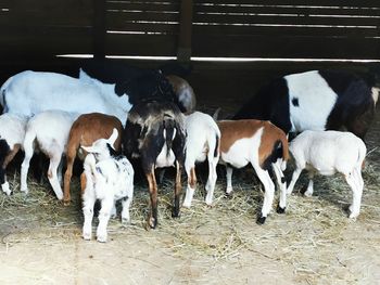 View of animals standing in pen