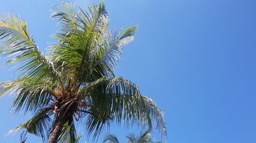 Low angle view of palm tree against clear blue sky