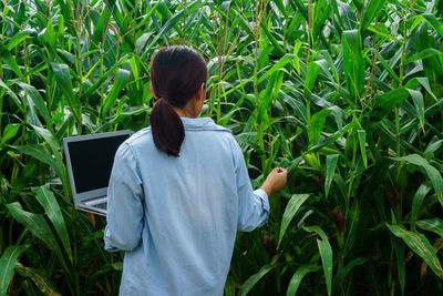 Rear view of woman examining corn crops while using laptop